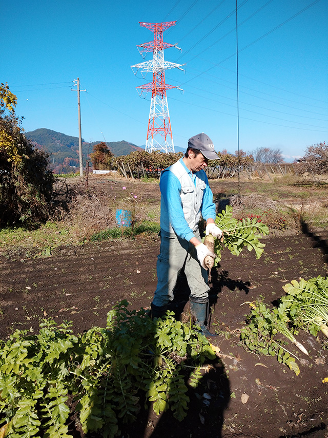 今年の大根は良くできました。　今日はぶり大根かおでんにしよう！