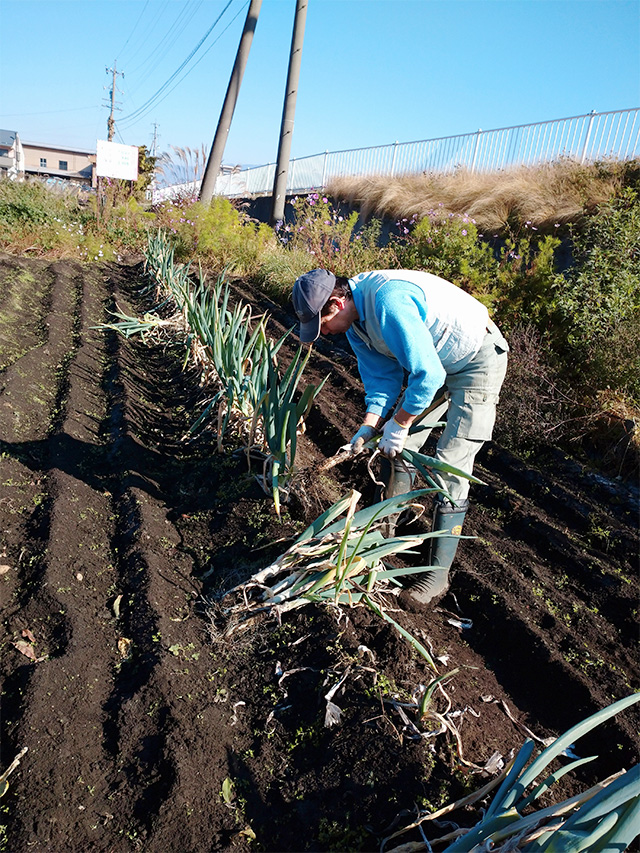 太いネギが取れました。